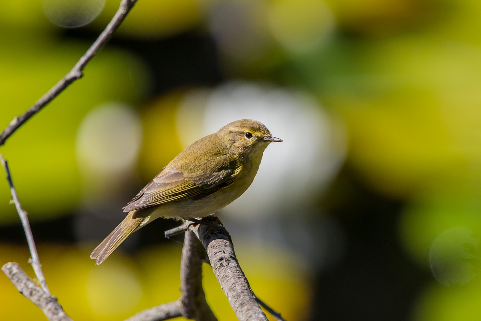 image Iberian Chiffchaff